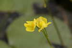 Floating bladderwort